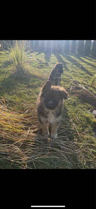 Owczarek niemiecki Husky