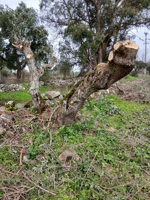 Oliveiras centenárias