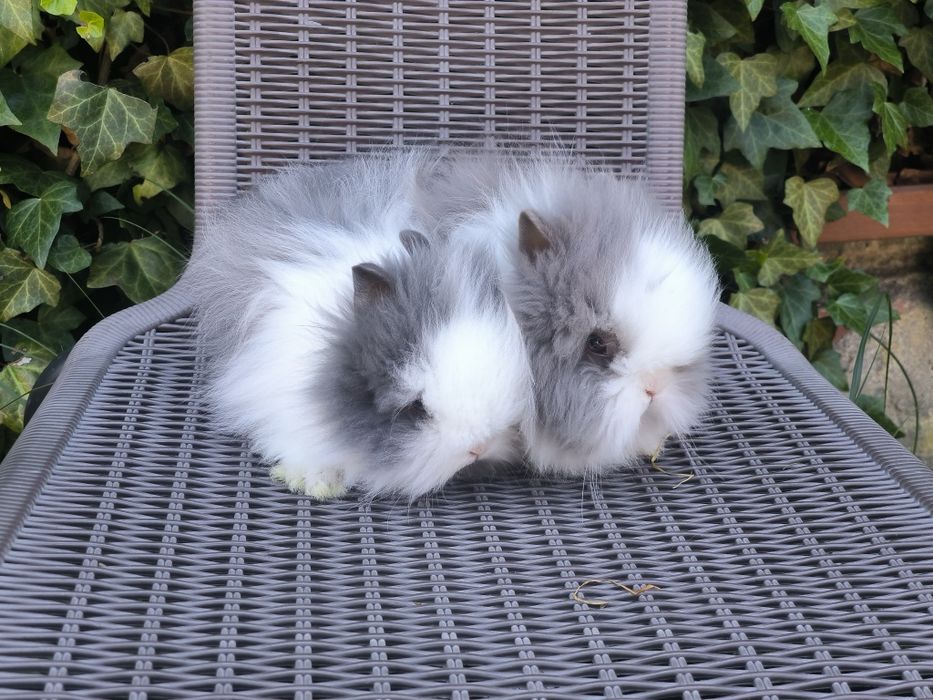 Króliczki karzełki Teddy mini króliki metryka