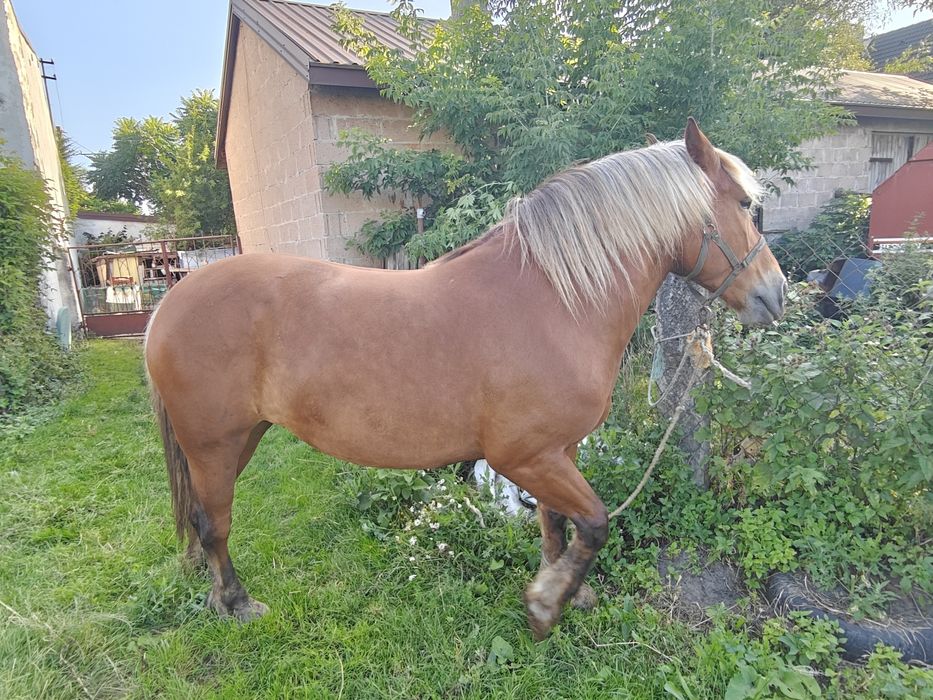 Sprzedam klacz 6 lat