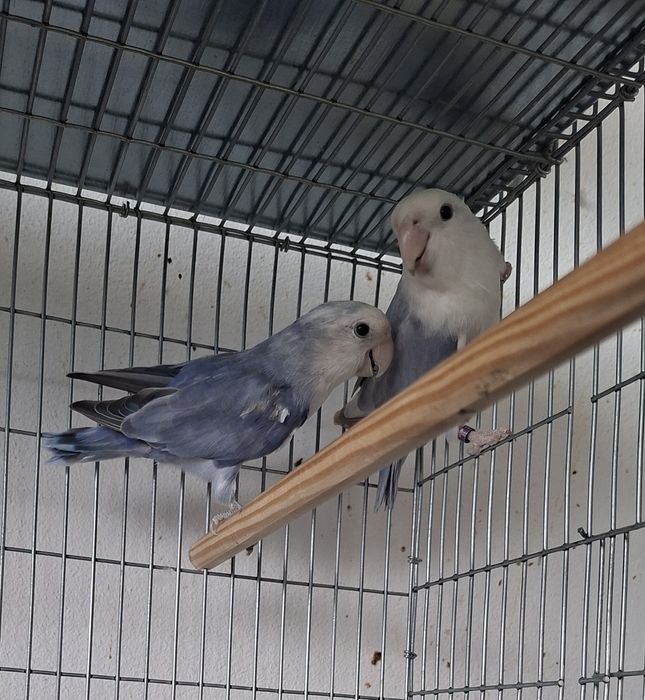 Casal de Agapornis