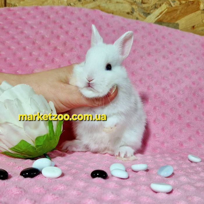 Міні гермелін,найменші кролики,карликові,карликовые,мини,декоративні