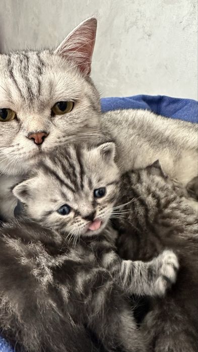 Котята Скоттиш-страйт