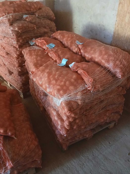 ziemniaki wielkości sadzeniaka Bellarosa,Riviera,Corina, Queen anne.