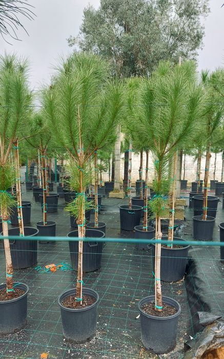 Lote 10 pinheiros mansos 1.60/1.80