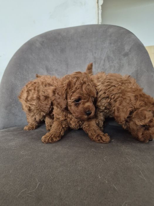 Дівчатка тои пуделя.