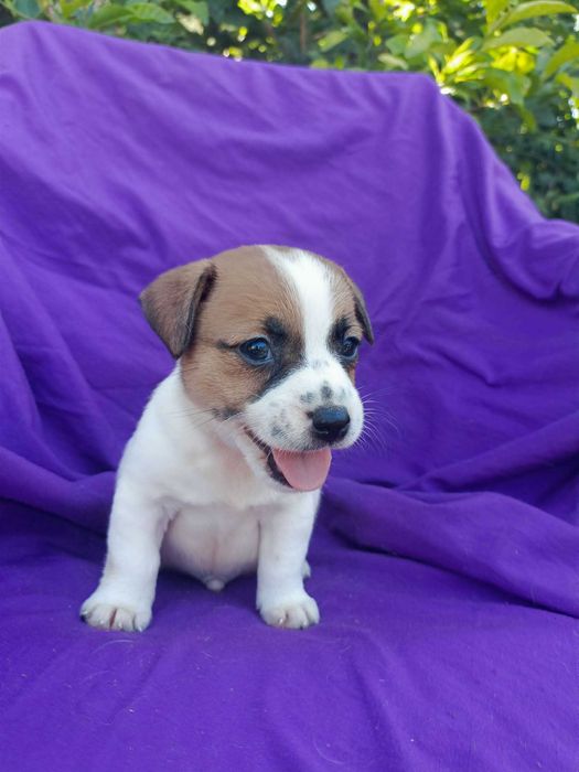 Wzorcowy Jack Russell terrier piękny exterrier rodzice FCI