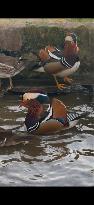 Patos mandarins 2025