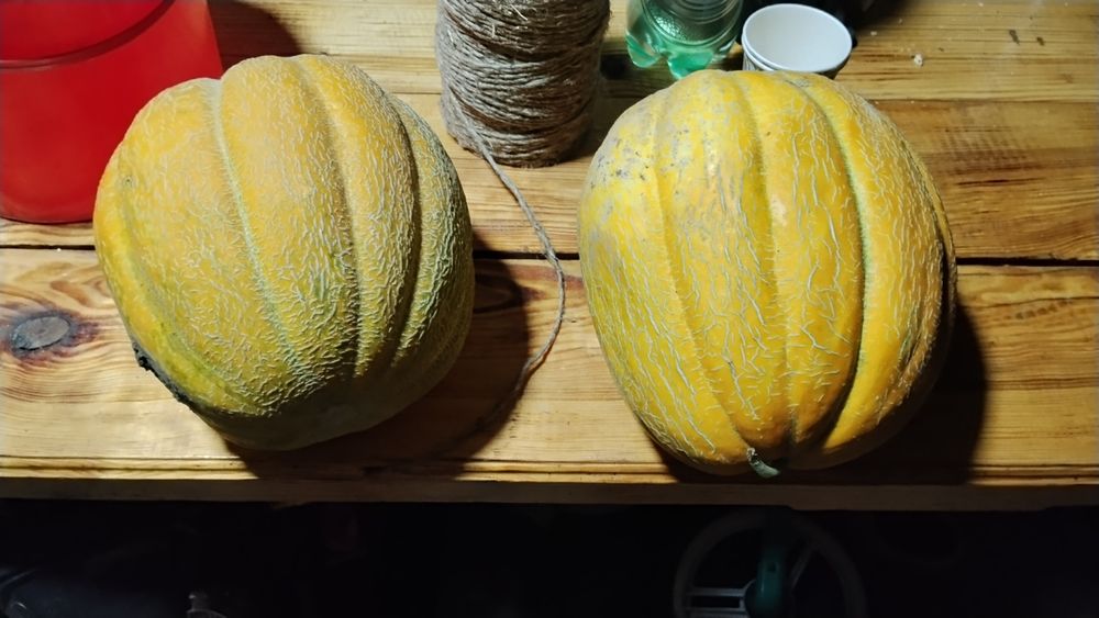 Продам солодку диню!