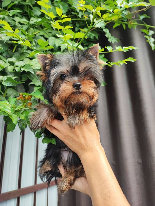 Нежная девочка йорочка