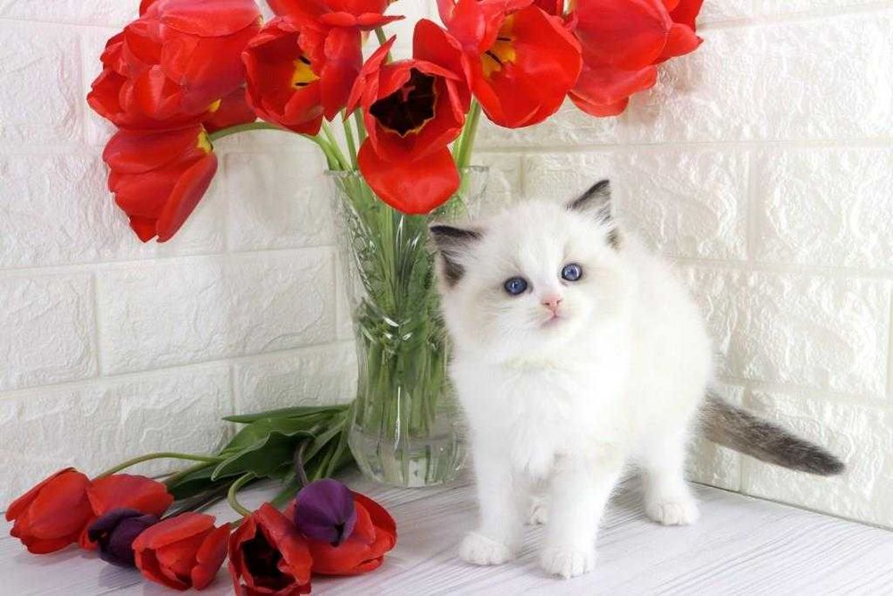 Цікавий і ласкавий котик з вакцинами та гарними навичками-Ragdoll