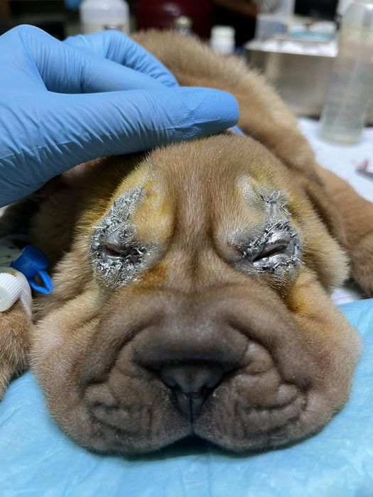 Ветеринарний лікар