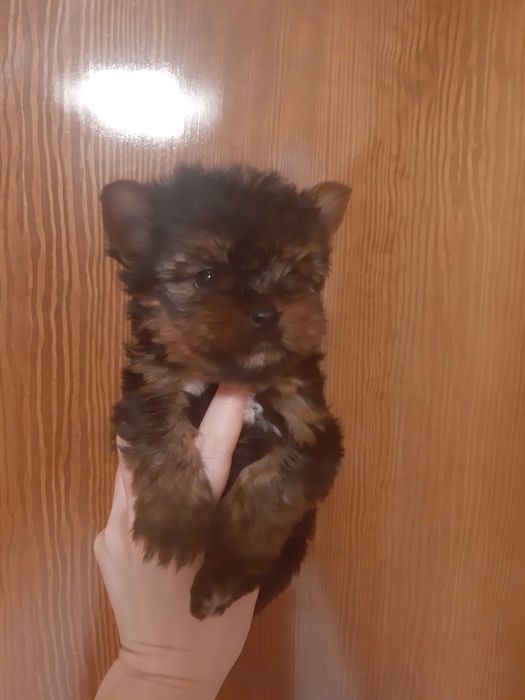 Супер МИНИ йорки!