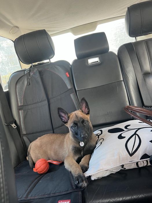 Цуценята бельгійської вівчарки