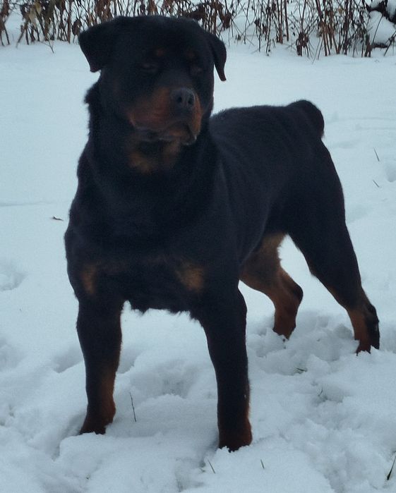 Вязка песика ротвейлера