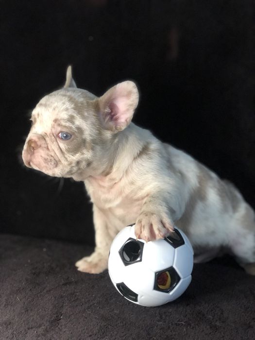 Элитные французские бульдоги