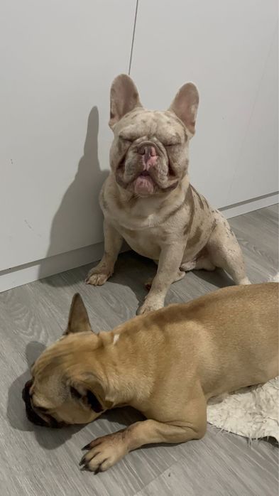 Menina buldog frances lilac