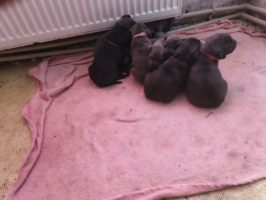 Відкрит продаж щенят Кане Корсо!!!