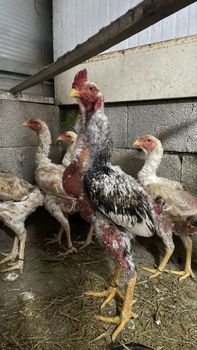 Galinhas indio gigante