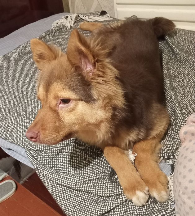 Віддам цуценя підлітка в добрі руки