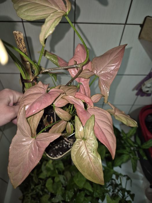 Syngonium cięte sadzonki