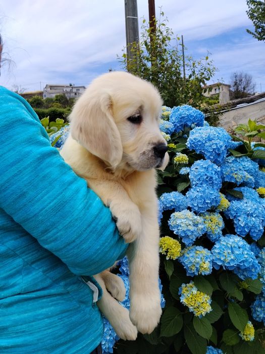 Golden Retriever com Lop e Afixo