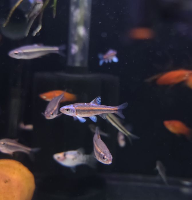 Notropis chrosomus (błyszczek tęczowy) (ślicznotka tęczowa)