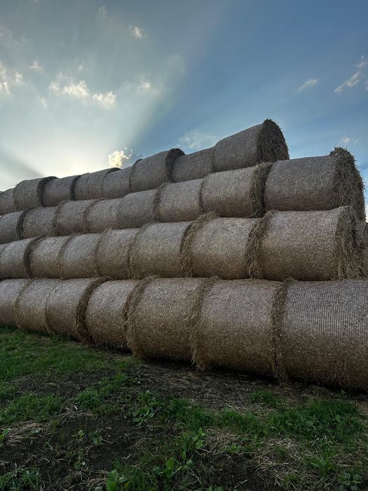 Słoma z pszenicy 2025