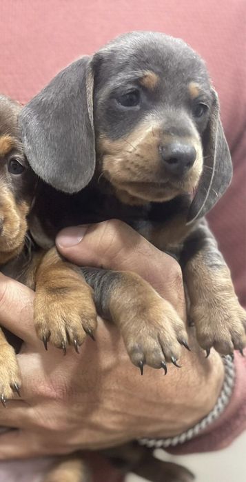 Teckel Azul Femea 2 meses