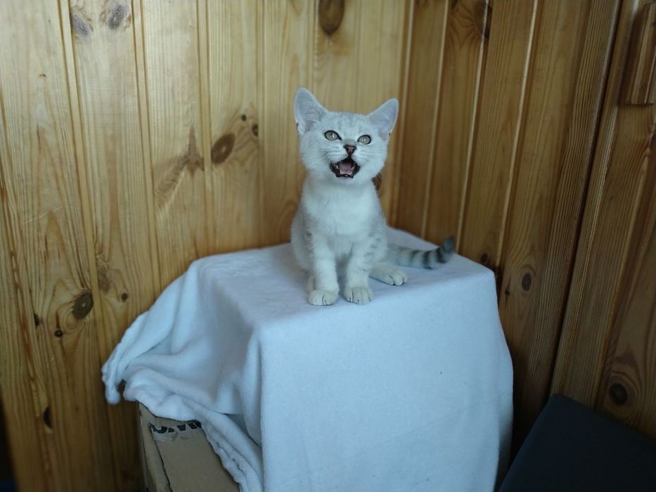 Котик ліг та відпочиває