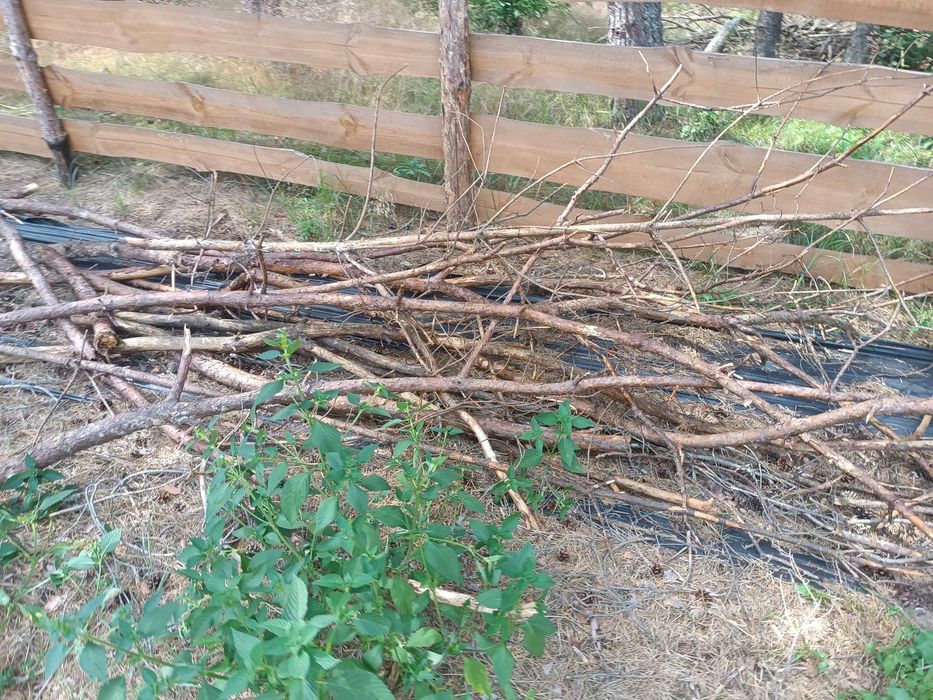 Gałęziówka, gałęzie, chrust - sosna, drewno opałowe - nowa wycinka