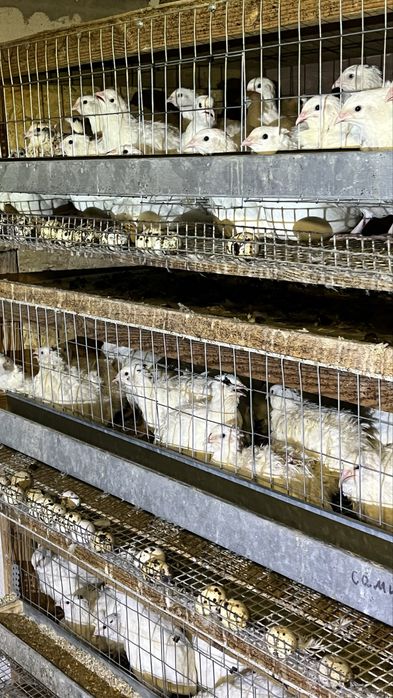 Продам Перепелку семьями