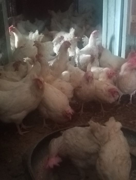 Куры породы Сенді
