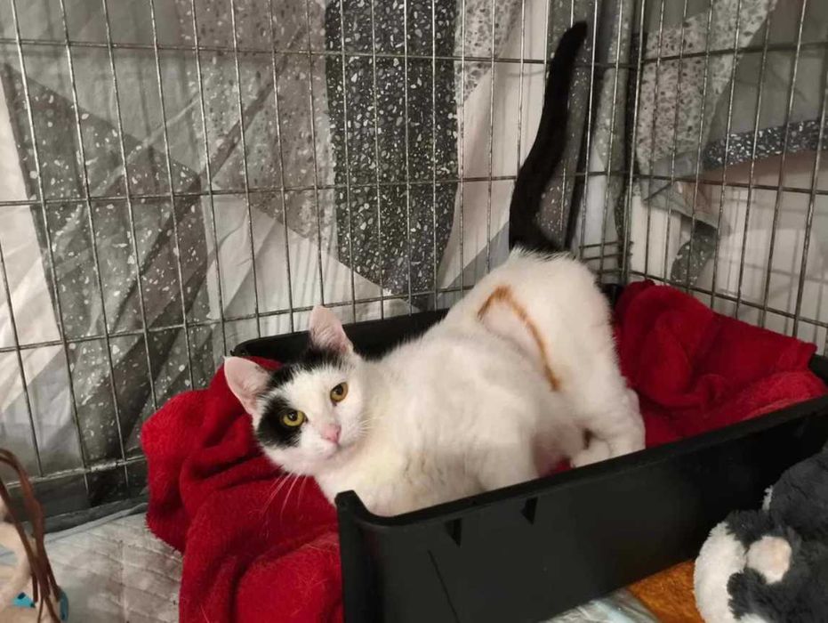 Poznaj Śnieżkę – delikatną, białą damę z sercem pełnym czułości