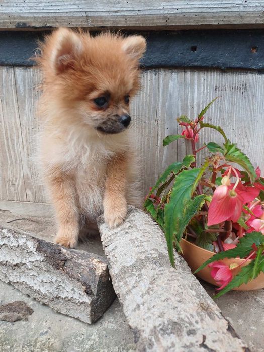 Риженька дівчатка  -померанський  шпіц.