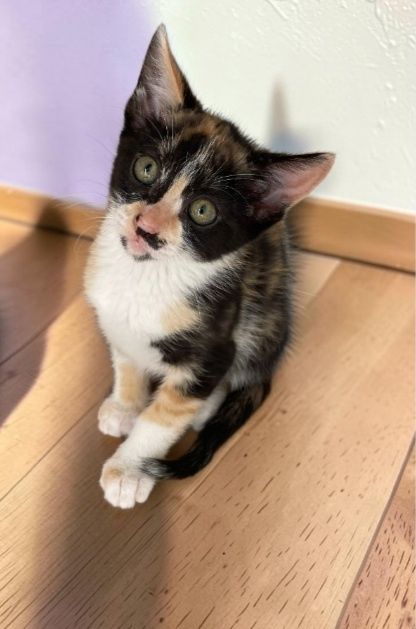 Gatinha bebé para adoção
