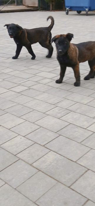 Owczarek Belgijski Malinois Piesek