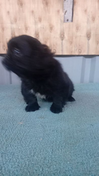 Pequenez mini macho
