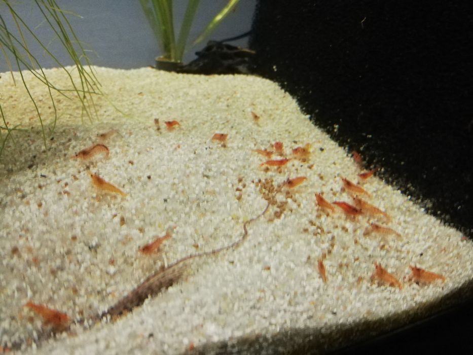 Aquário Camarões red cherry