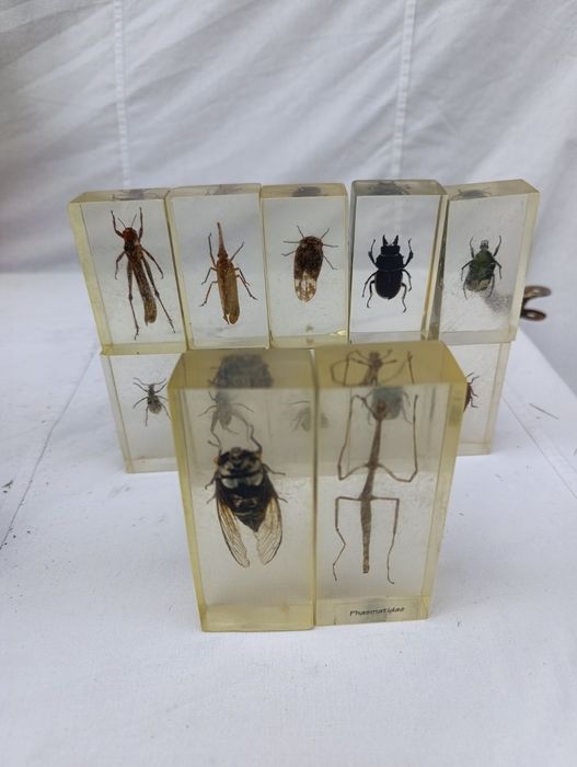 Жуки в епоксидной смоле коллекция для детей детская игрушка скорпион