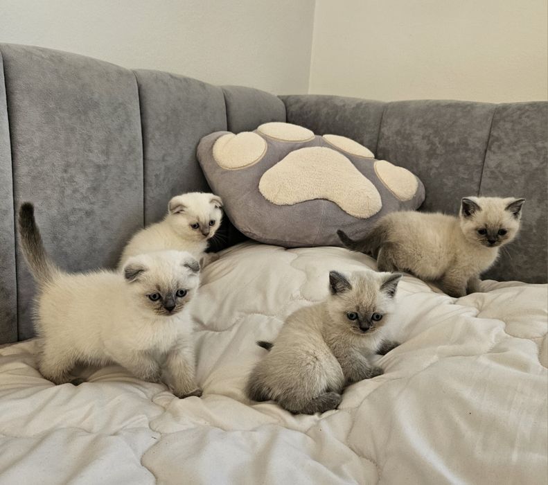 Котики шотландські висловухі