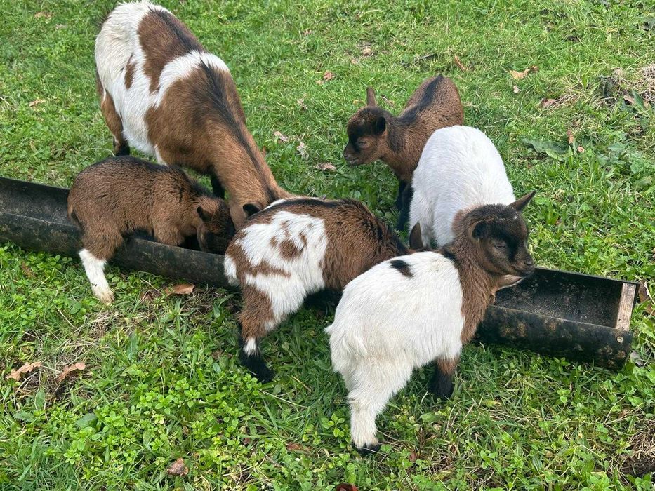 Vendo Cabritos de Raça Anã