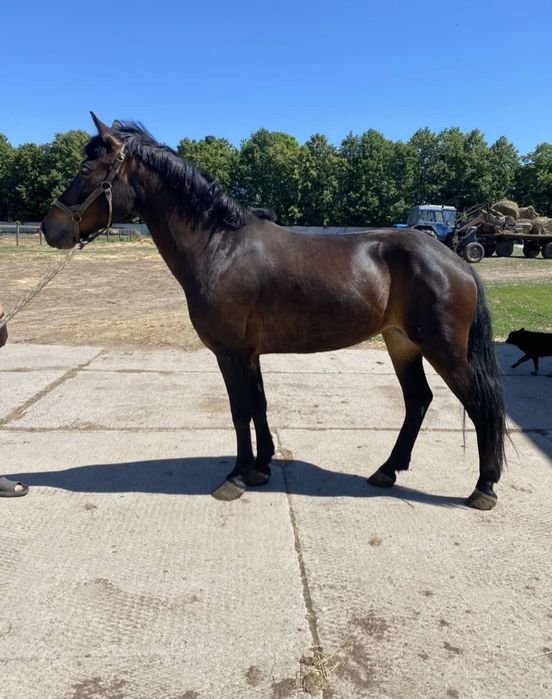 Продам коня красивого