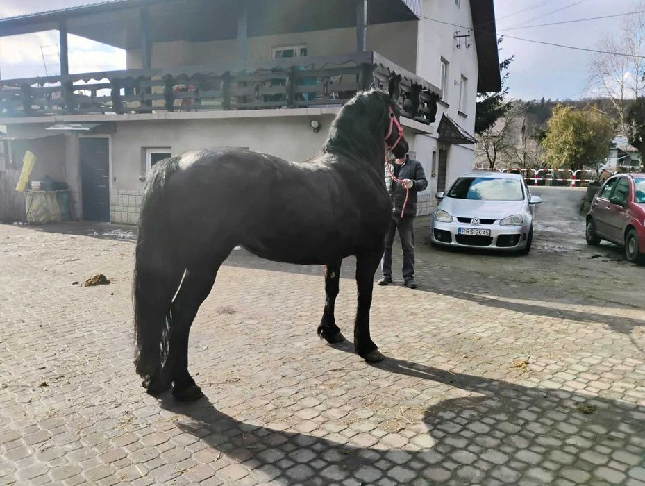 Sprzedam Klacz Fryzyjska