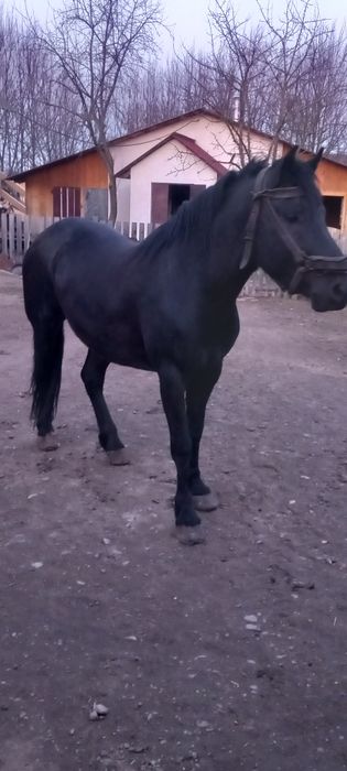 Продається кінь ..