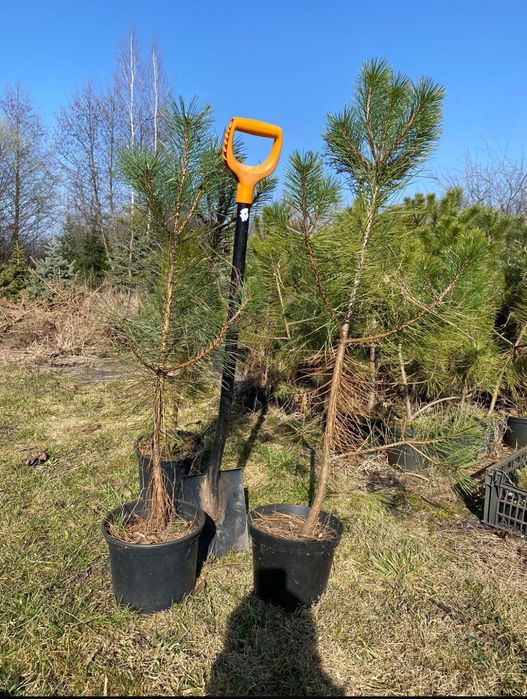 Sosna czarna w doniczce