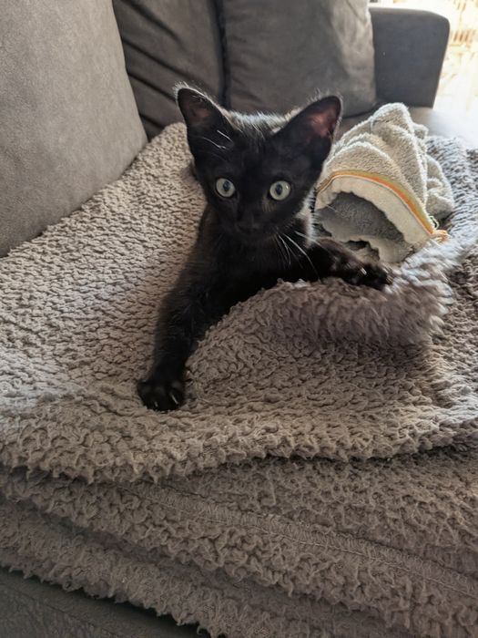 Preciso de uma família! Gata para adoção 2 meses