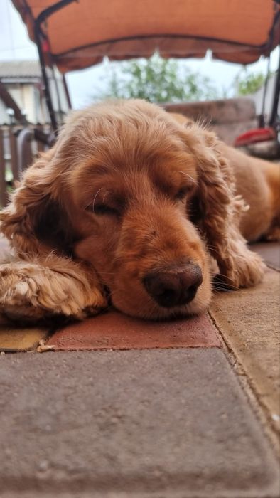 Мальчик Английский кокер Спаниель ищет девочку