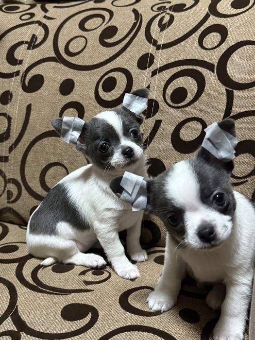 Чіхуашки міні, найкращі для кращих