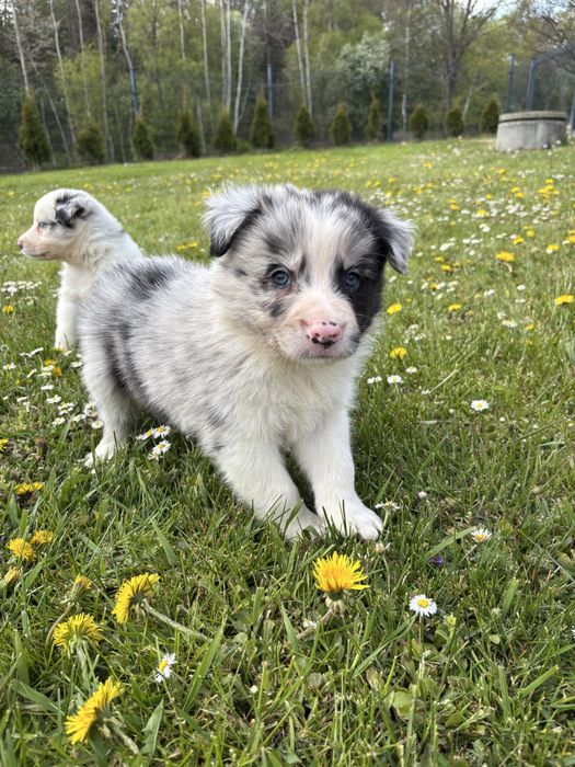 Szczeniak Border Collie